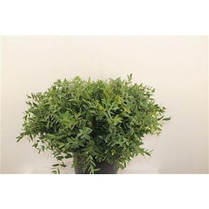 EUC PARVIFOLIA P BS