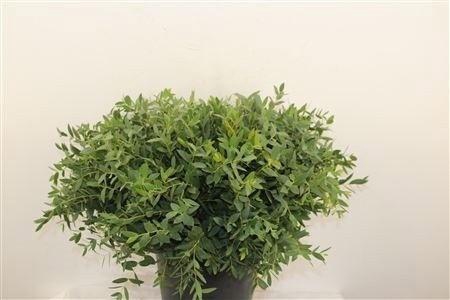<h4>EUC PARVIFOLIA P BS</h4>