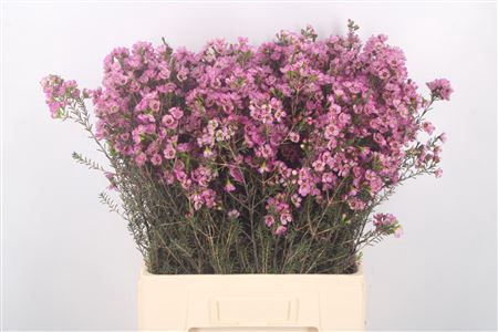 <h4>Chamelaucium Adi Pink</h4>