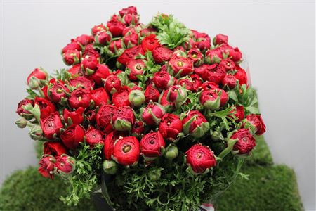 <h4>Ranunculus Elegance Red</h4>