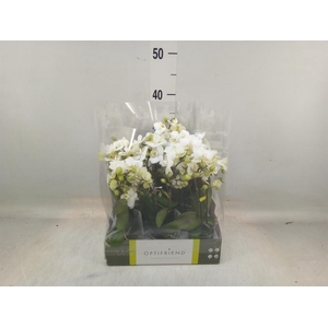 Phalaenopsis multi.   ...white