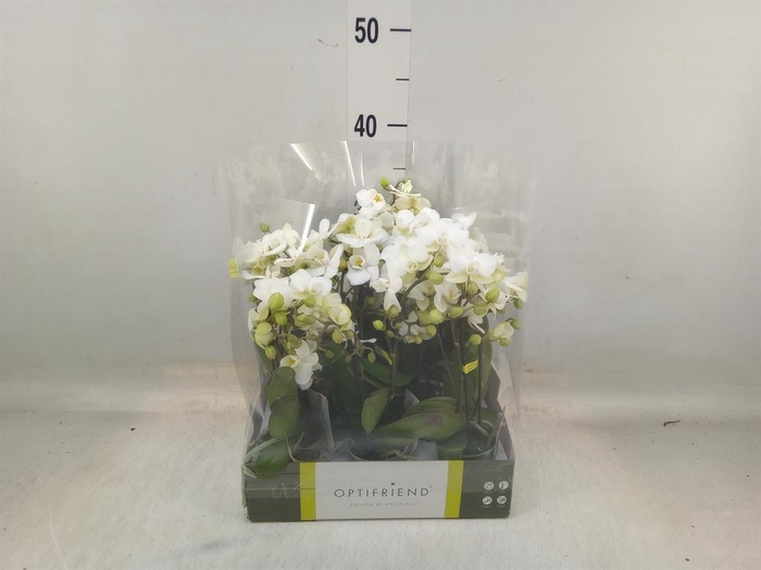 <h4>Phalaenopsis multi. ...white</h4>