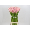 Zantedeschia Eydolls Pink