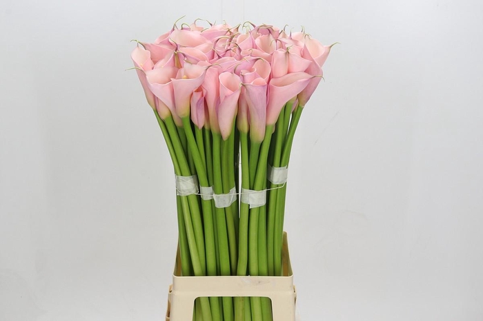 Zantedeschia Eydolls Pink