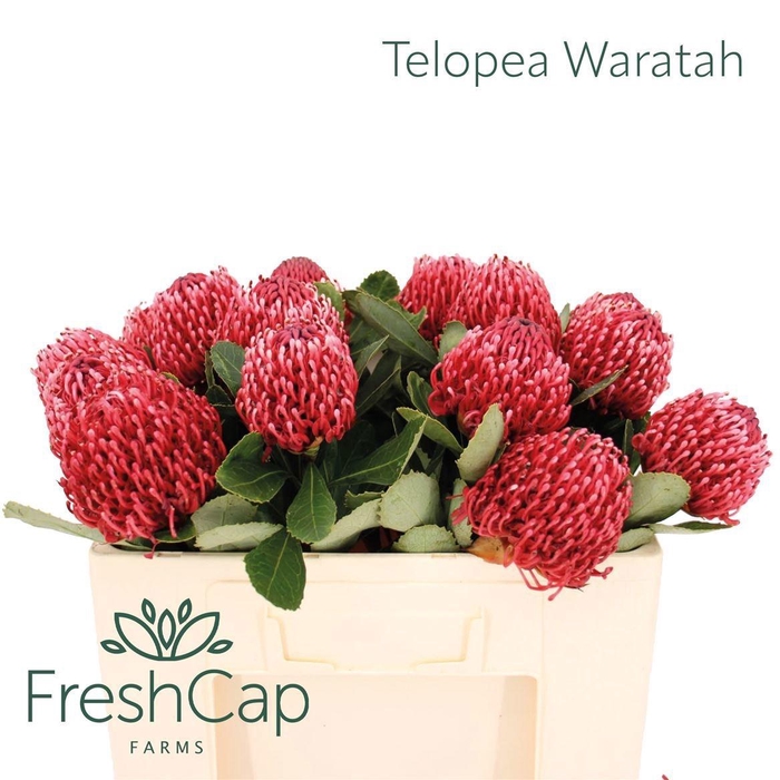 <h4>TELOPEA SP WARATAH</h4>