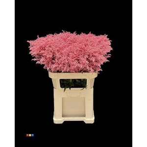 Solidago Pink 80cm