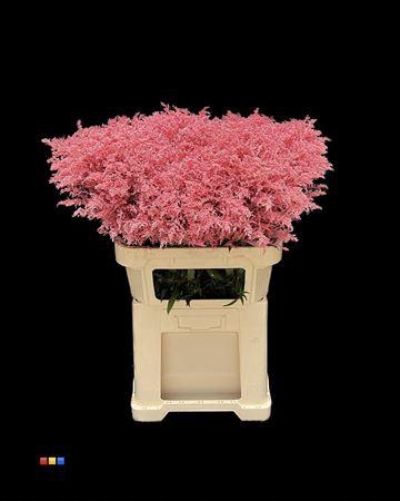 <h4>Solidago Pink 80cm</h4>