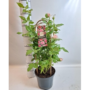 ROSA RENA COL GEM