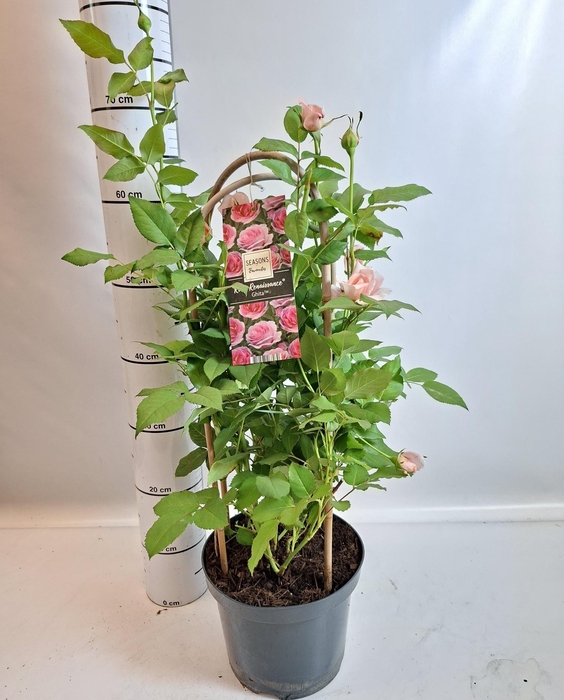 <h4>ROSA RENA COL GEM</h4>