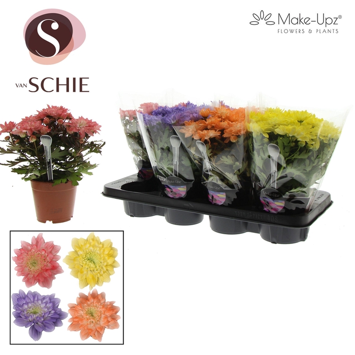 <h4>Chr Grandezza Make-Upz® UNO Mix 2</h4>