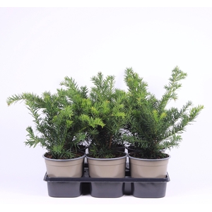 Taxus baccata 'Repandens'