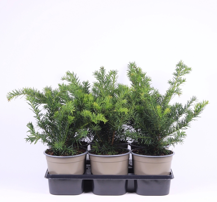 <h4>Taxus baccata 'Repandens'</h4>