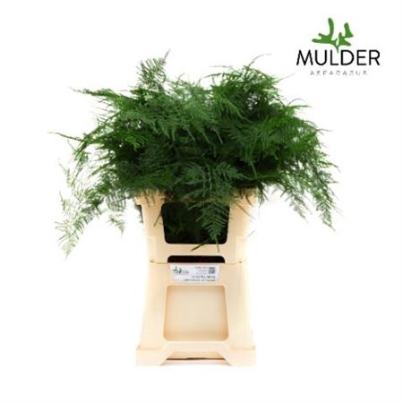 <h4>Asparagus Setaceus 65 Cm</h4>