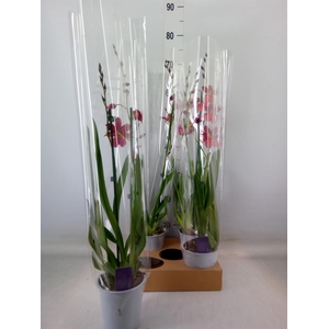 Burrageara  'Nelly Isler'