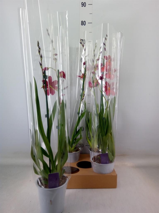 <h4>Burrageara  'Nelly Isler'</h4>