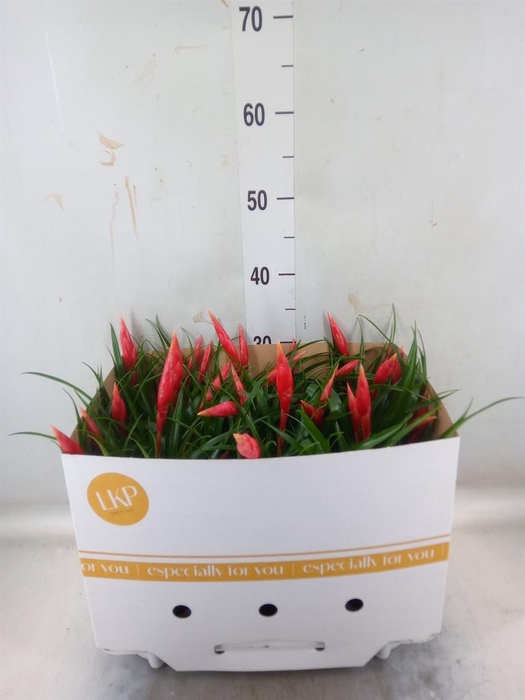 <h4>Vriesea  'Astrid'</h4>