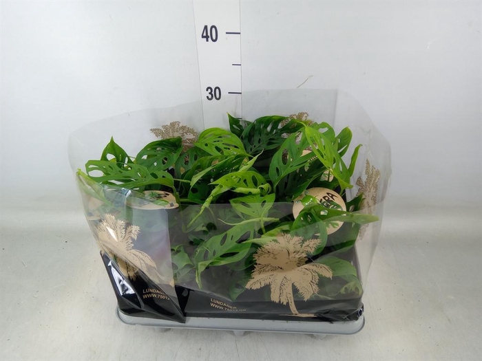 <h4>Monstera   ...</h4>