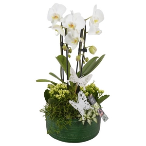 CC2386 Arrangementen Phalaenopsis mt H%