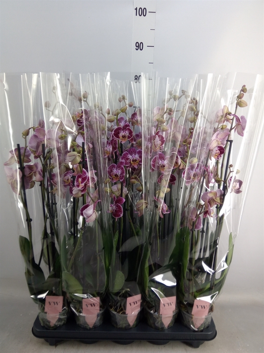 <h4>Phalaenopsis  'Ant Reims'</h4>