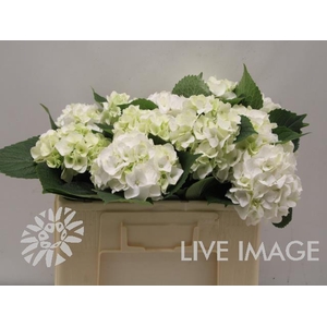 Hydrangea mag white pearl