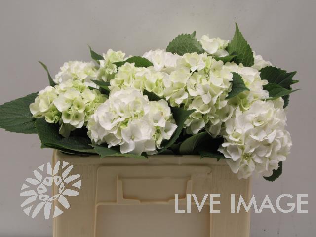 <h4>Hydrangea mag white pearl</h4>
