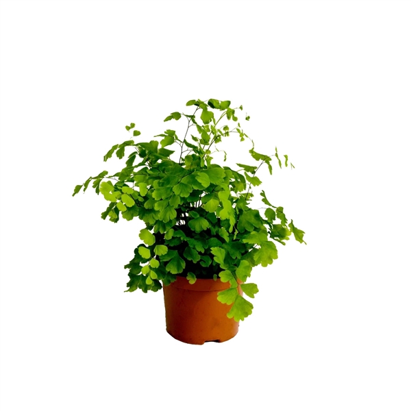 <h4>Adiantum Raddianum 'Fragrans'</h4>