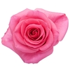 R Gr Tabatha Pink 70cm EC