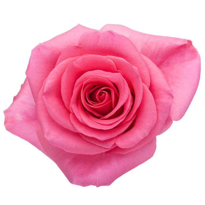<h4>R Gr Tabatha Pink 70cm EC</h4>