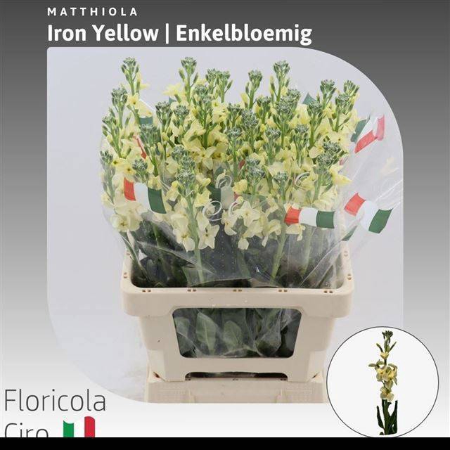 <h4>MATTH IRON YELLOW</h4>