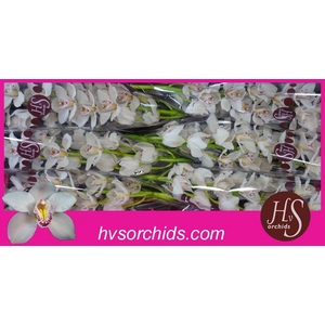 CYMB T CASCADE 80 CM