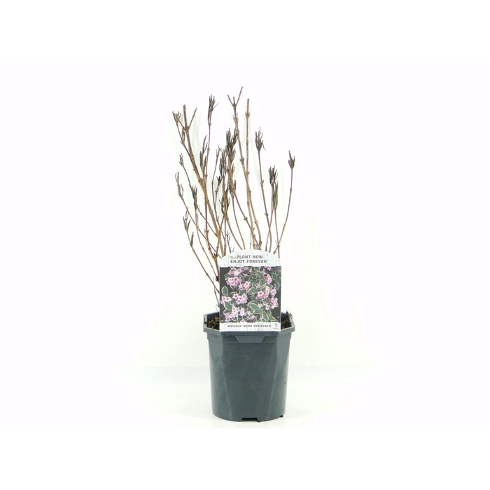 <h4>Weigela flor. Nana Variegata</h4>