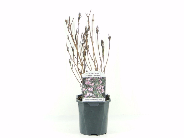 <h4>Weigela flor. Nana Variegata</h4>