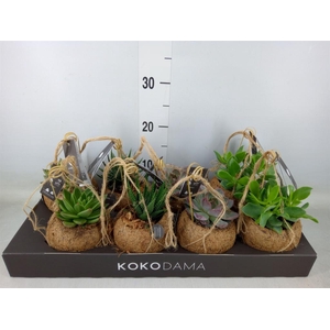 Planten Groen   ...mix  4