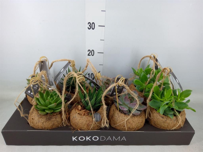 <h4>Planten Groen ...mix 4</h4>