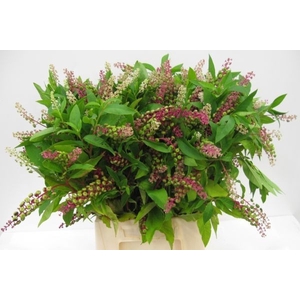 PHYTOLA AMERICANA BS