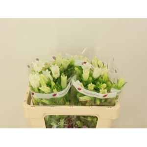 CAMP M CHAMPION WHIT