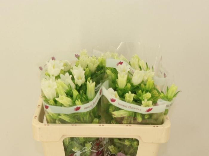 <h4>CAMP M CHAMPION WHIT</h4>