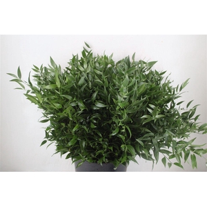 Ruscus Medium P Bos