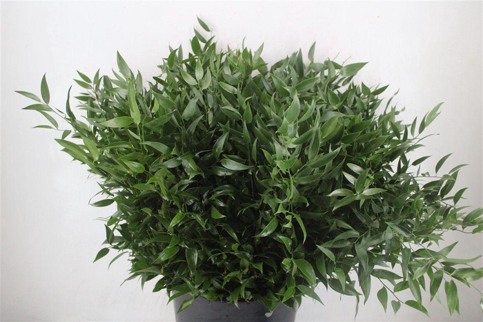 <h4>Ruscus Medium 150gr P Bunch</h4>
