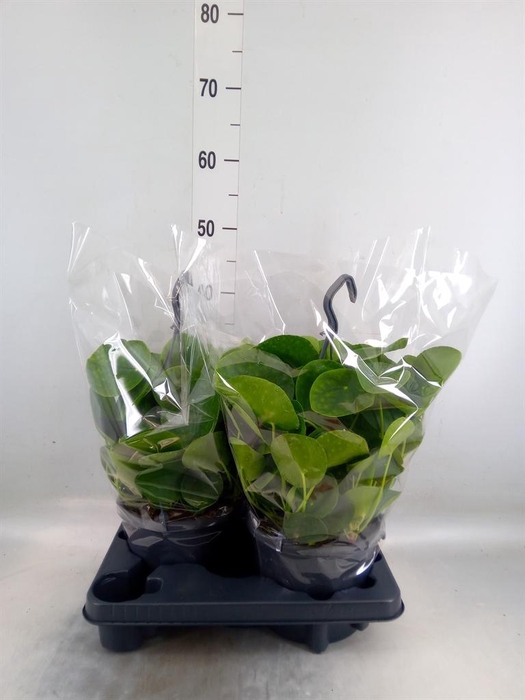 <h4>Pilea peperomioides</h4>