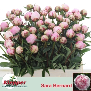 PAEO L SARA BERNHARD