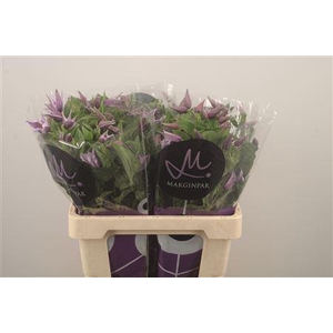 Clem Star River Lila