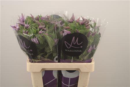 <h4>Clem Star River Lila</h4>