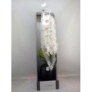Phalaenopsis   ...white