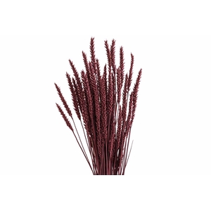 Dried Triticum X5 Bordeaux Bunch