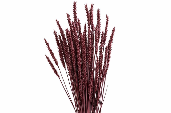<h4>Dried Triticum X5 Bordeaux Bunch</h4>