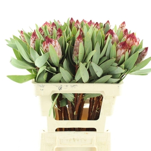 PROTEA ROBIJN