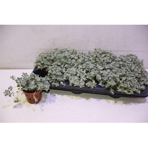 arr8 Sedum Sp Cape Blanco