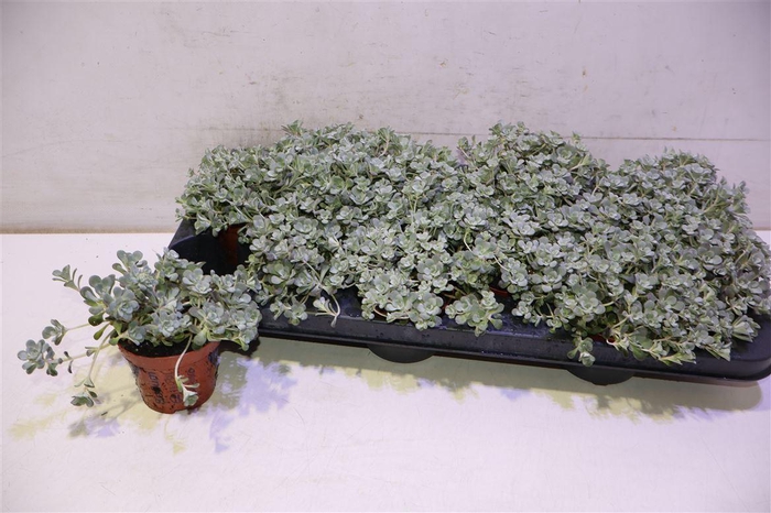 <h4>Sedum Sp Cape Blanco</h4>