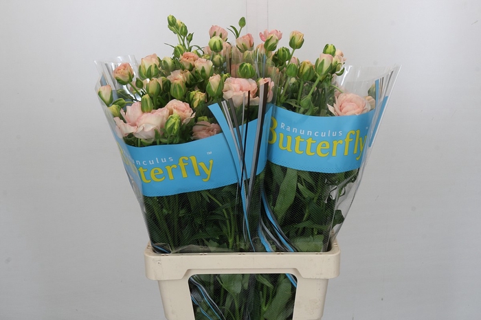 <h4>Ranunculus Butterfly Ariadne</h4>
